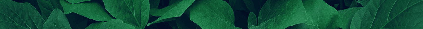 search bar background